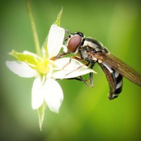 /album/rekordi-ginesa/photolia-a02-jpg/