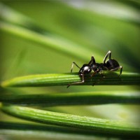 /album/rekordi-ginesa/photolia-a05-jpg/