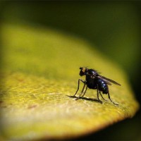 /album/rekordi-ginesa/photolia-a07-jpg/